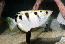 Do brněnské zoo se vrátily střílející ryby